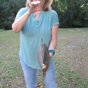 19 inch Dried Triggerfish Mount with Hanger 