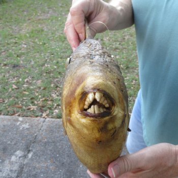19 inch Dried Triggerfish Mount with Hanger 