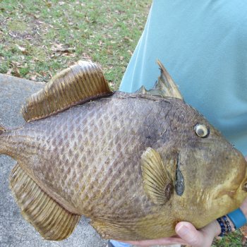 19 inch Dried Triggerfish Mount with Hanger 