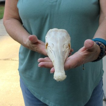 A-Grade 16" Longnose Gar Skull 