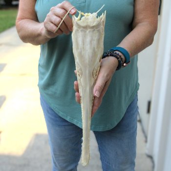 A-Grade 16" Longnose Gar Skull 