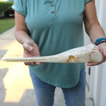 A-Grade 16" Longnose Gar Skull 