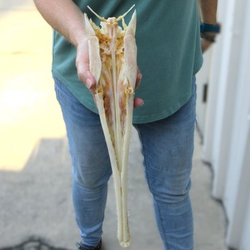 A-Grade 16" Longnose Gar Skull 