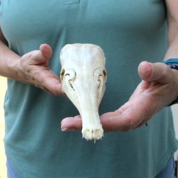 A-Grade 15-1/2" Longnose Gar Skull 