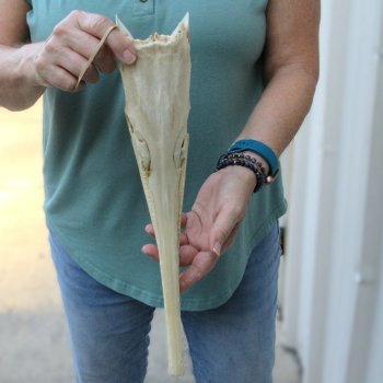 A-Grade 15-1/2" Longnose Gar Skull 