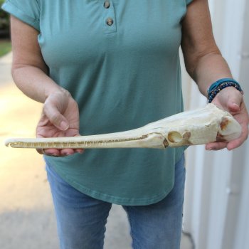 A-Grade 15-1/2" Longnose Gar Skull 