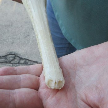 A-Grade 15-1/2" Longnose Gar Skull 