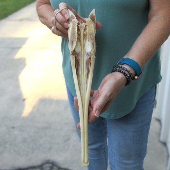 A-Grade 15-1/2" Longnose Gar Skull 