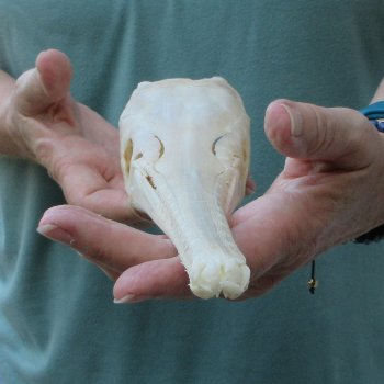 A-Grade 13-1/2" Longnose Gar Skull 