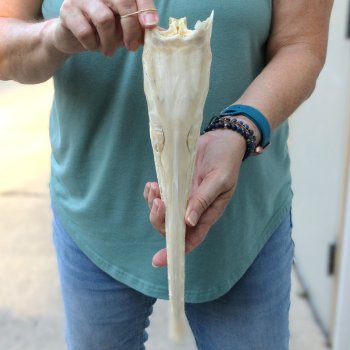 A-Grade 13-1/2" Longnose Gar Skull 