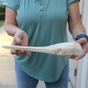 A-Grade 13-1/2" Longnose Gar Skull 