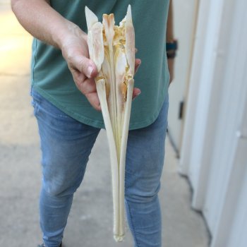 A-Grade 13-1/2" Longnose Gar Skull 