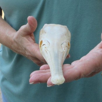 A-Grade 13-1/2" Longnose Gar Skull 