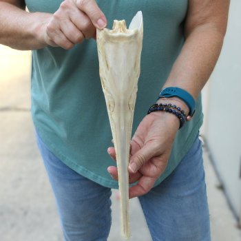 A-Grade 13-1/2" Longnose Gar Skull 