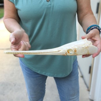 A-Grade 13-1/2" Longnose Gar Skull 