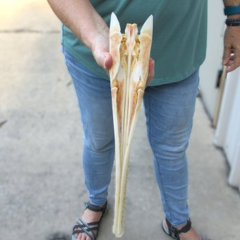 A-Grade 13-1/2" Longnose Gar Skull 
