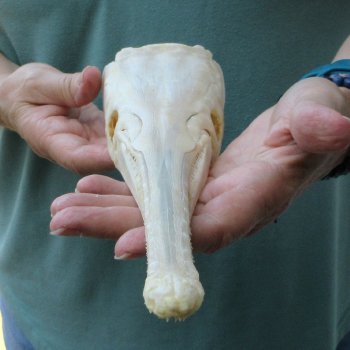 A-Grade 15" Longnose Gar Skull 