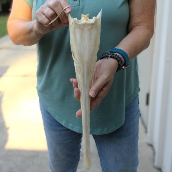 A-Grade 15" Longnose Gar Skull 