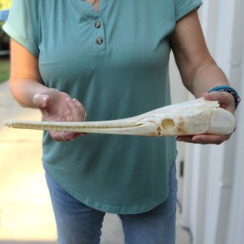 A-Grade 15" Longnose Gar Skull 