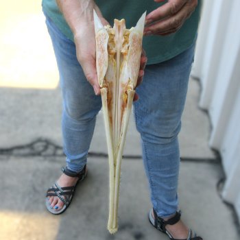 A-Grade 15" Longnose Gar Skull 