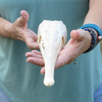 A-Grade 15" Longnose Gar Skull 