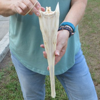 A-Grade 15" Longnose Gar Skull 