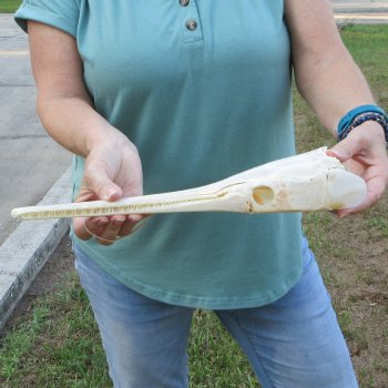 A-Grade 15" Longnose Gar Skull 
