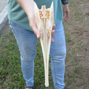 A-Grade 15" Longnose Gar Skull 