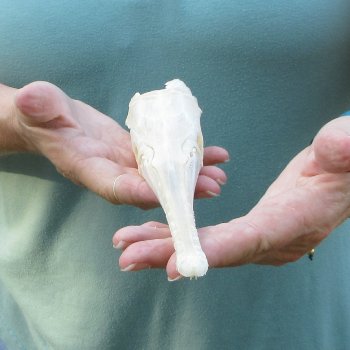 A-Grade 12-1/2" Longnose Gar Skull 