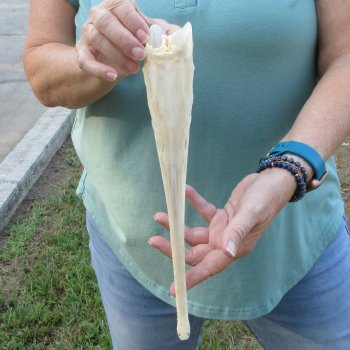 A-Grade 12-1/2" Longnose Gar Skull 