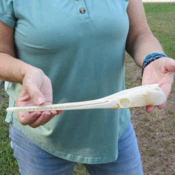 A-Grade 12-1/2" Longnose Gar Skull 