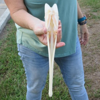 A-Grade 12-1/2" Longnose Gar Skull 