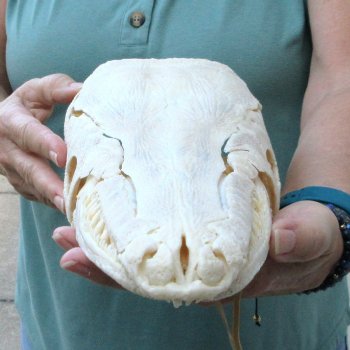 14-1/2" Louisiana Alligator Gar Skull 