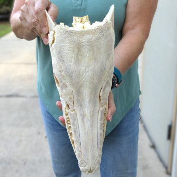 14-1/2" Louisiana Alligator Gar Skull 