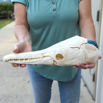 14-1/2" Louisiana Alligator Gar Skull 