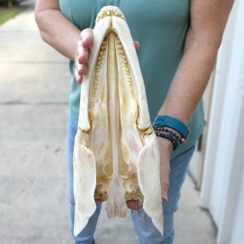 14-1/2" Louisiana Alligator Gar Skull 