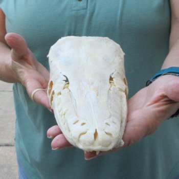 13" Louisiana Alligator Gar Skull 