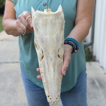 13" Louisiana Alligator Gar Skull 