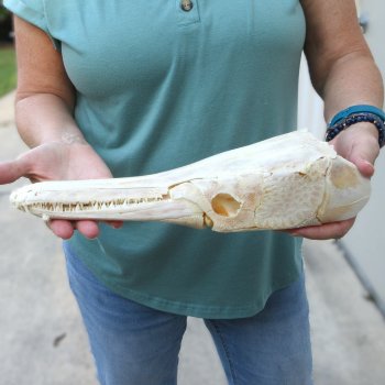 13" Louisiana Alligator Gar Skull 