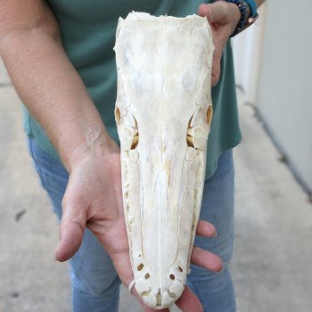 13" Louisiana Alligator Gar Skull 