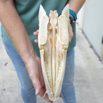 13" Louisiana Alligator Gar Skull 