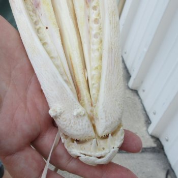 13" Louisiana Alligator Gar Skull 