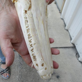 13" Louisiana Alligator Gar Skull 