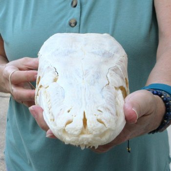 17" Louisiana Alligator Gar Skull (Signature Required)