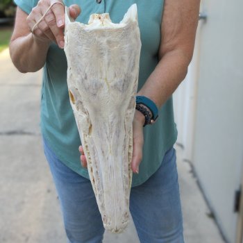 17" Louisiana Alligator Gar Skull (Signature Required)