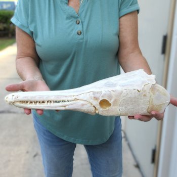 17" Louisiana Alligator Gar Skull (Signature Required)