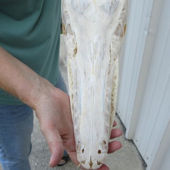 17" Louisiana Alligator Gar Skull (Signature Required)
