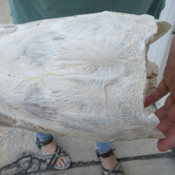 17" Louisiana Alligator Gar Skull (Signature Required)