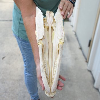 17" Louisiana Alligator Gar Skull (Signature Required)