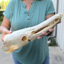 15" Louisiana ...